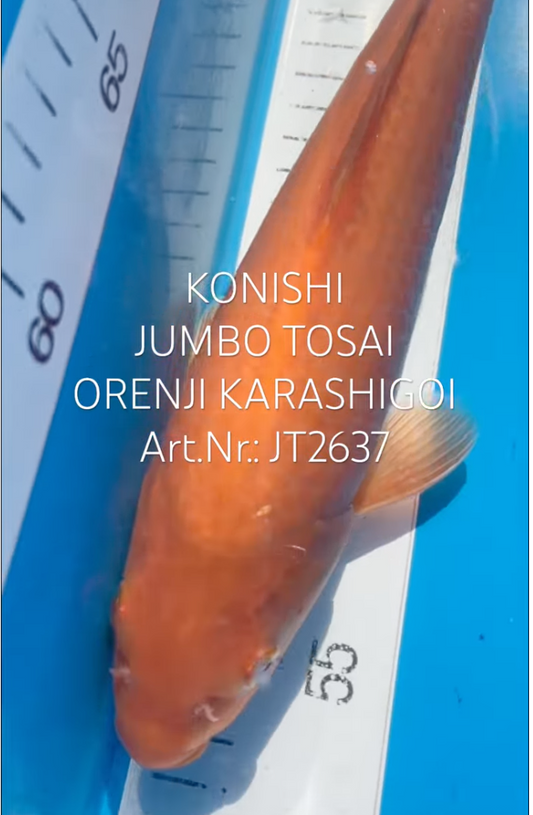Orenji Karashigoi, FM, Tosai, 32cm, Art.Nr. JT2637
