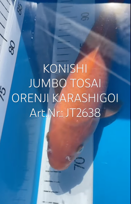 Orenji Karashigoi, FM, Tosai, 31cm, Art.Nr. JT2638
