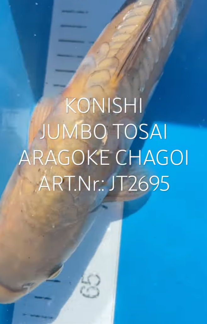 Aragoke Chagoi, FM, Tosai, 32cm, Art.Nr. JT2695