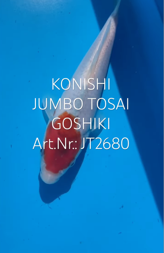 Goshiki, FM, Tosai, 23cm, Art.Nr. JT2680