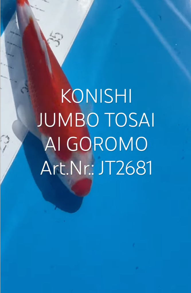 Ai Goromo, FM, Tosai, 23cm, Art.Nr. JT2681