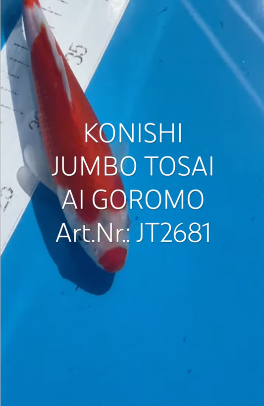 Ai Goromo, FM, Tosai, 23cm, Art.Nr. JT2681