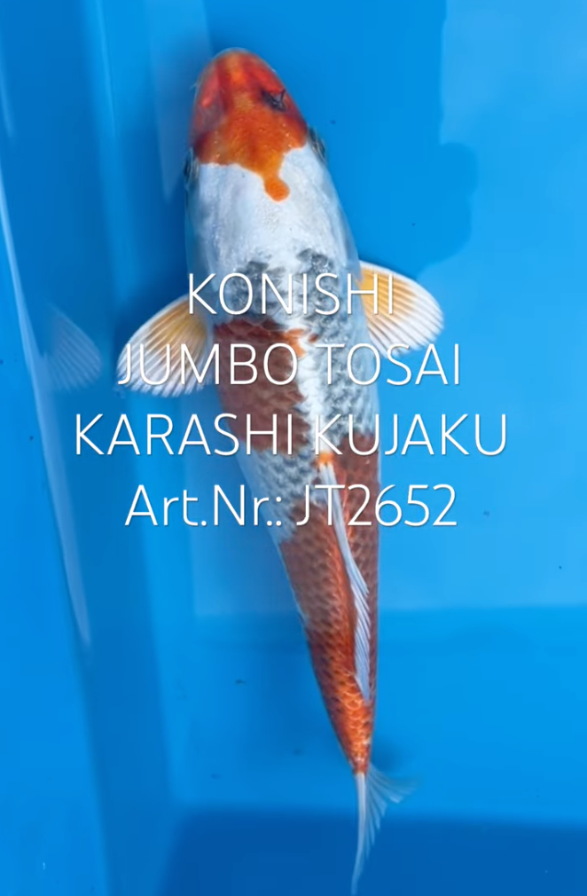 Karashi Kujaku, FM, Tosai, 25cm, Art.Nr. JT2652