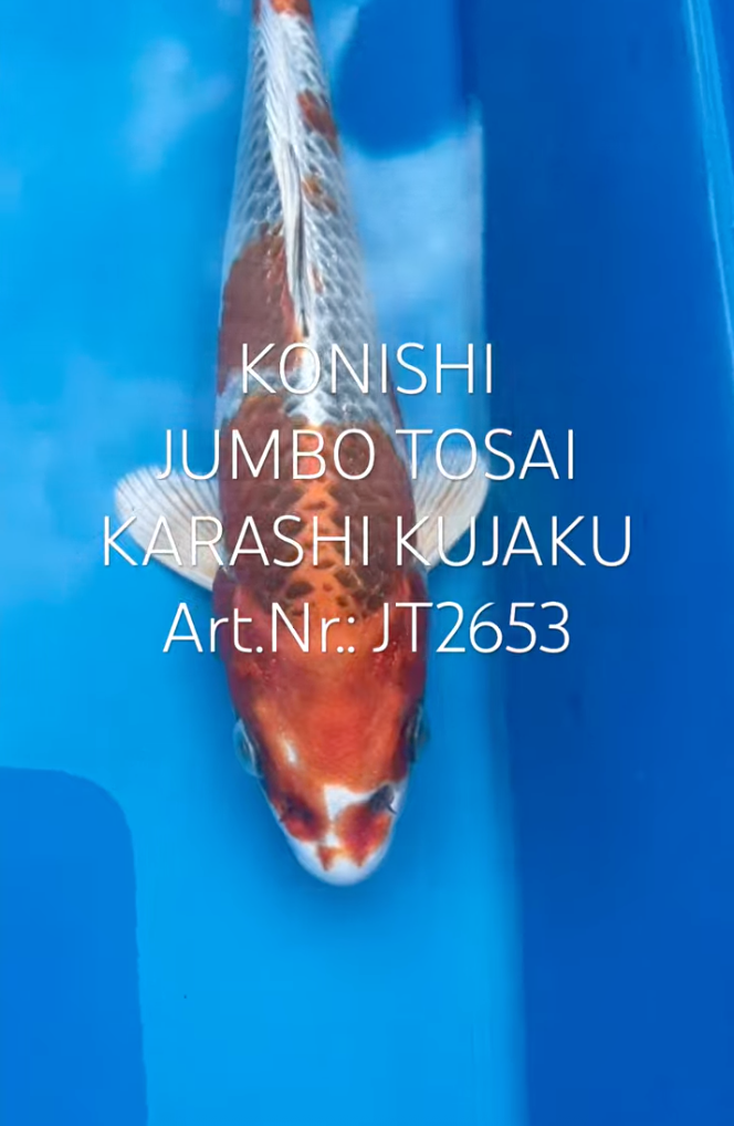 Karashi Kujaku, FM, Tosai, 23cm, Art.Nr. JT2653