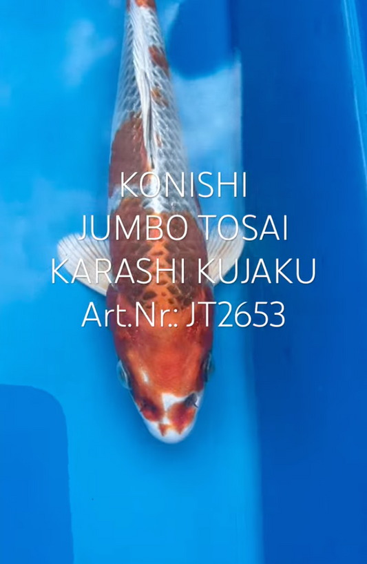 Karashi Kujaku, FM, Tosai, 23cm, Art.Nr. JT2653