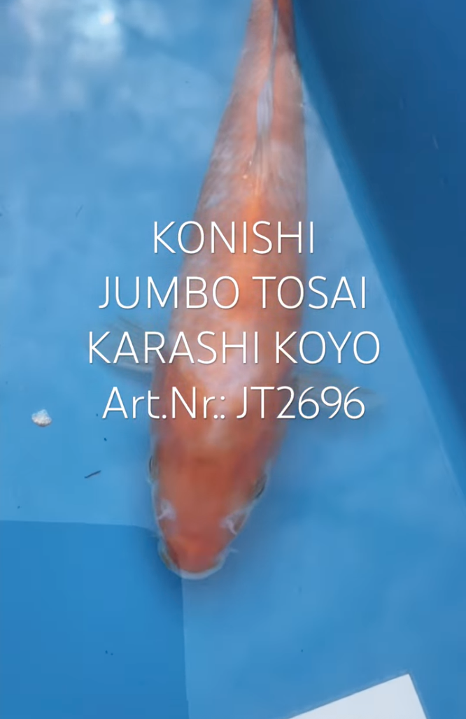 Karashi Koyo, FM, Tosai, 23cm, Art.Nr. JT2696