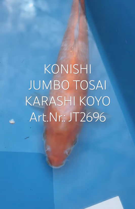 Karashi Koyo, FM, Tosai, 23cm, Art.Nr. JT2696