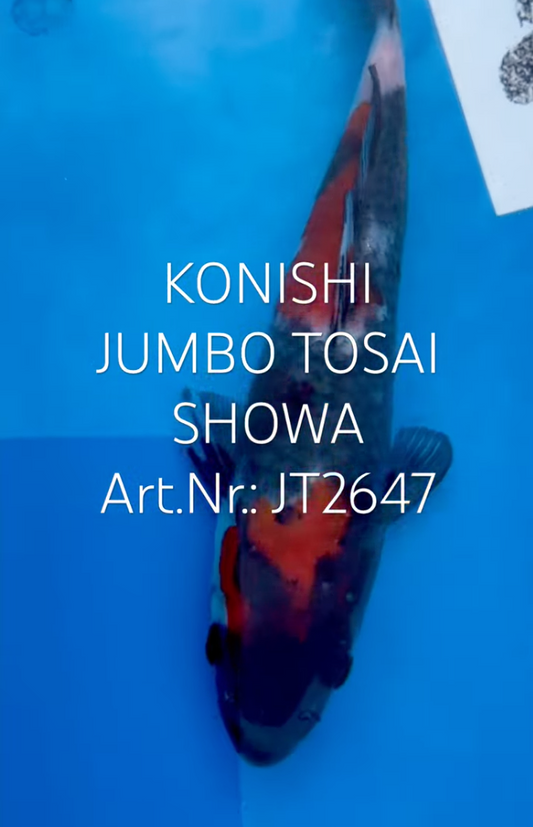 Showa, FM, Tosai, 24cm, Art.Nr. JT2647