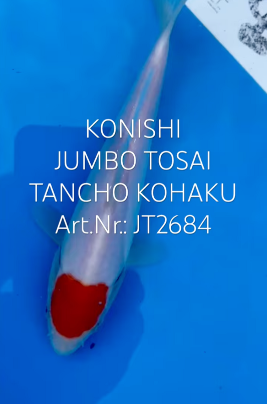Tancho Kohakui, FM, Tosai, 23cm, Art.Nr. JT2684