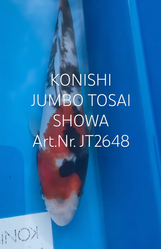 Showa, FM, Tosai, 23cm, Art.Nr. JT2648