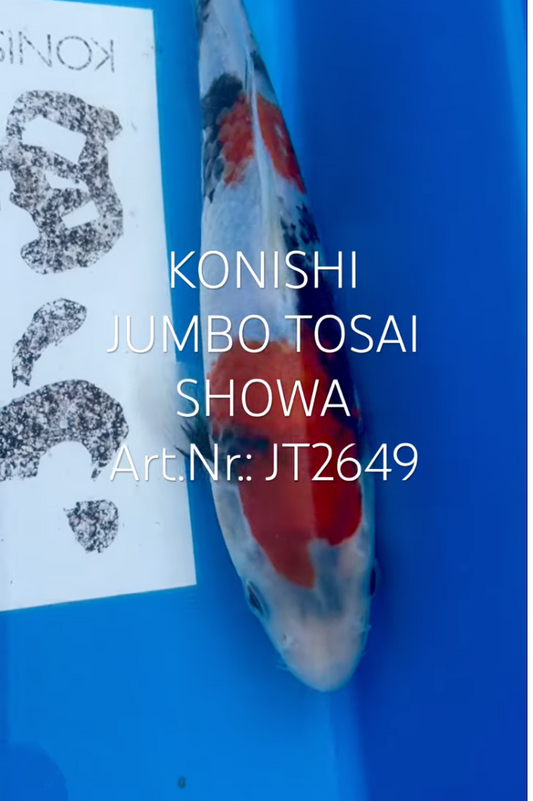 Showa, FM, Tosai, 23cm, Art.Nr. JT2649