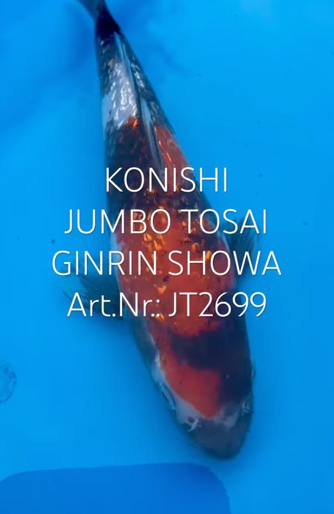 Gin Rin Showa, FM, Tosai, 23cm, Art.Nr. JT2699