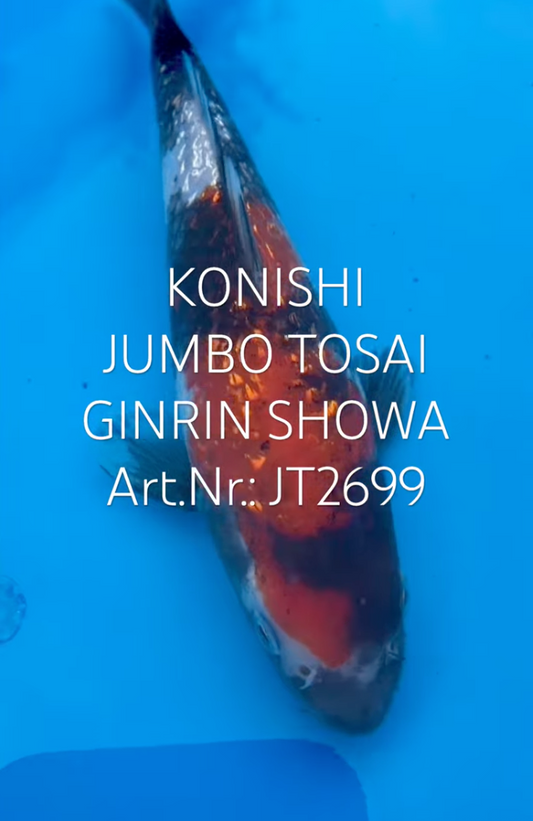 Gin Rin Showa, FM, Tosai, 23cm, Art.Nr. JT2699