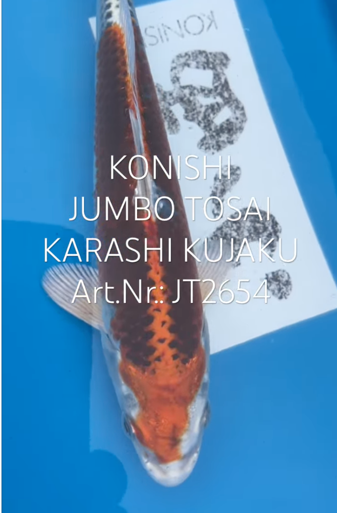 Karashi Kujaku, FM, Tosai, 23cm, Art.Nr. JT2654