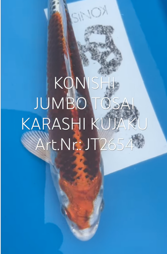 Karashi Kujaku, FM, Tosai, 23cm, Art.Nr. JT2654