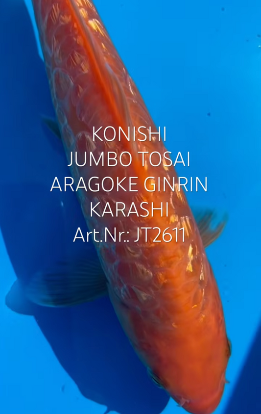 Aragoke GinRin Karashi, FM, Tosai, 26cm, Art.Nr. JT2611