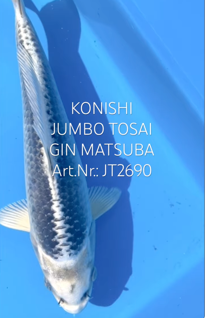 Gin Matsuba, FM, Tosai, 25cm, Art.Nr. JT2690