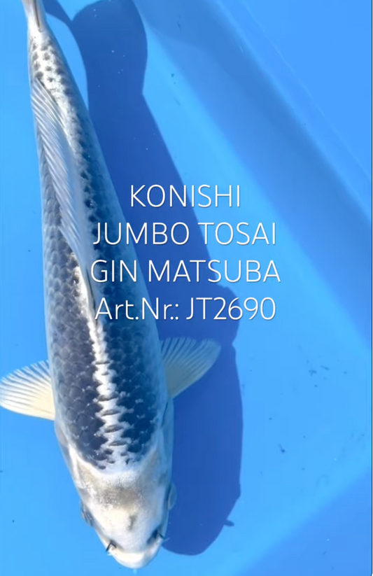 Gin Matsuba, FM, Tosai, 25cm, Art.Nr. JT2690