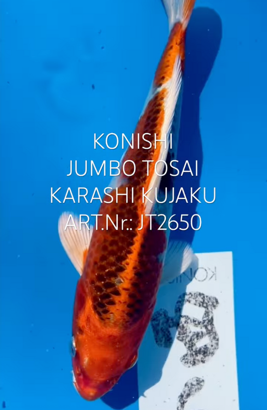 Karashi Kujaku, FM, Tosai, 25cm, Art.Nr. JT2650