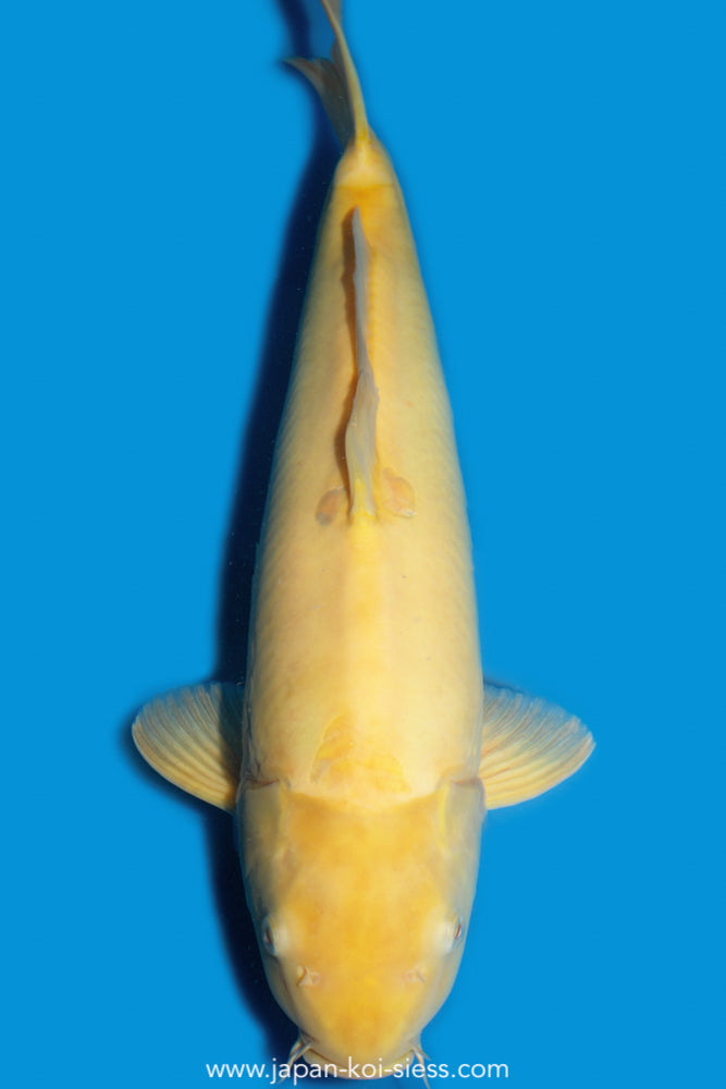 Doitsu Karashigoi, Male, 49cm, Nisai, Art.-Nr. 8191 - NP = 690,00