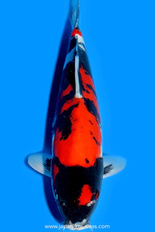 Doitsu Showa, Male, 41cm, Nisai, Art.-Nr. 0706 NP= € 690,00