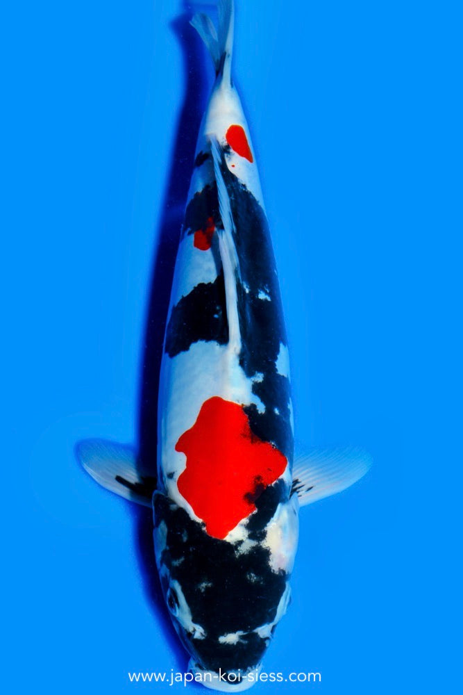 Doitsu Showa, Male, 42cm, Nisai, Art.-Nr. 0605 NP= € 690,00