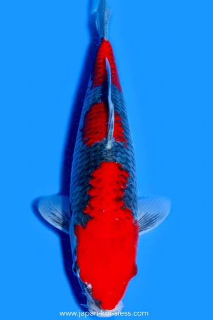 Goshiki, Female, 40cm, Nisai, Art.-Nr. 0746 - NP = RESERVIERT