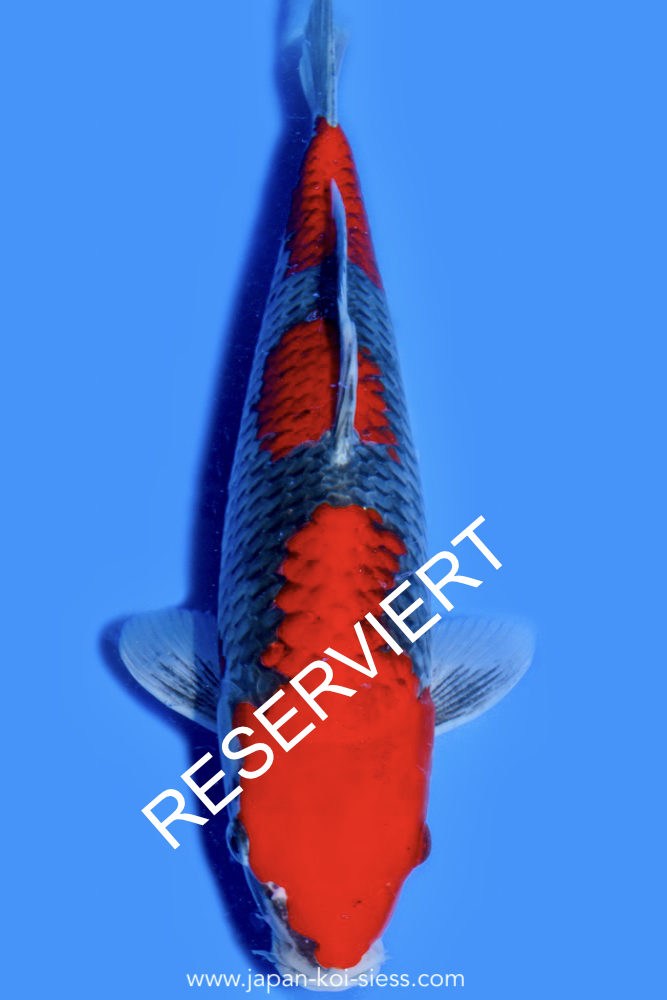 Goshiki, Female, 40cm, Nisai, Art.-Nr. 0746 - NP = RESERVIERT