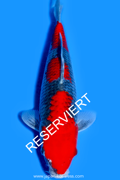 Goshiki, Female, 40cm, Nisai, Art.-Nr. 0746 - NP = RESERVIERT