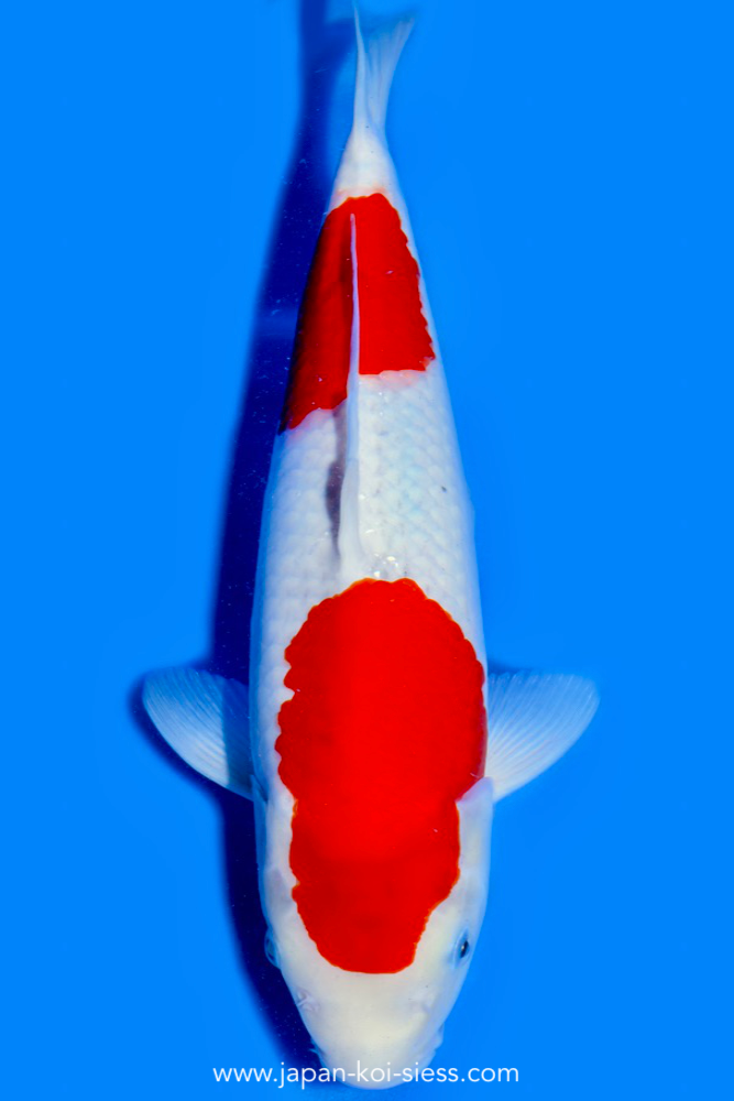 Goshiki, Female, 42cm, Nisai, Art.-Nr. 0676 - NP = RESERVIERT