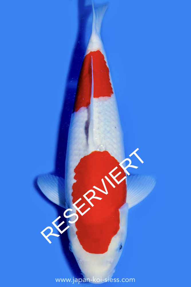 Goshiki, Female, 42cm, Nisai, Art.-Nr. 0676 - NP = RESERVIERT