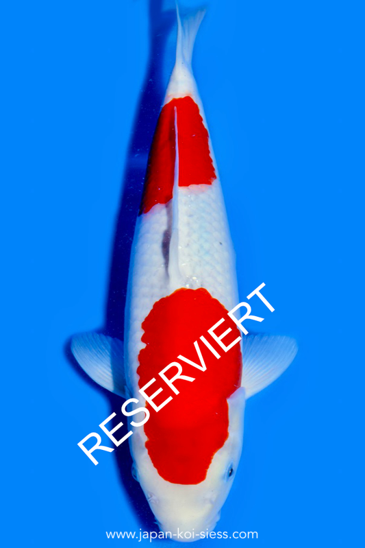 Goshiki, Female, 42cm, Nisai, Art.-Nr. 0676 - NP = RESERVIERT