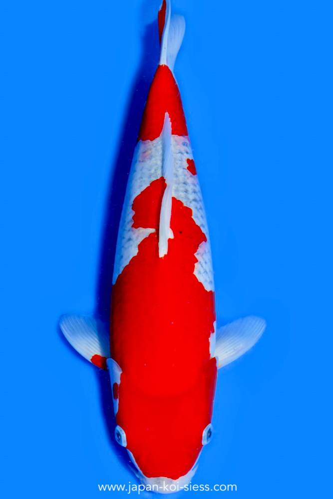 Goshiki, Female, 44cm, Nisai, Art.-Nr. 0756 - NP = € 740,00