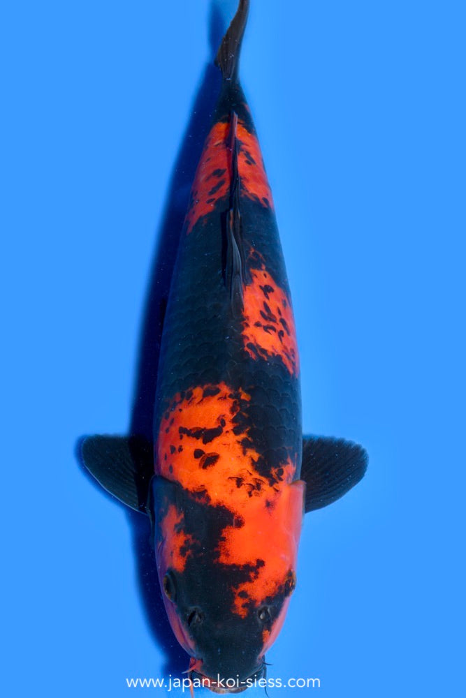 Hi Utsuri, Female, 49cm, Nisai, Art.-Nr. 0727 - NP = € 790,00