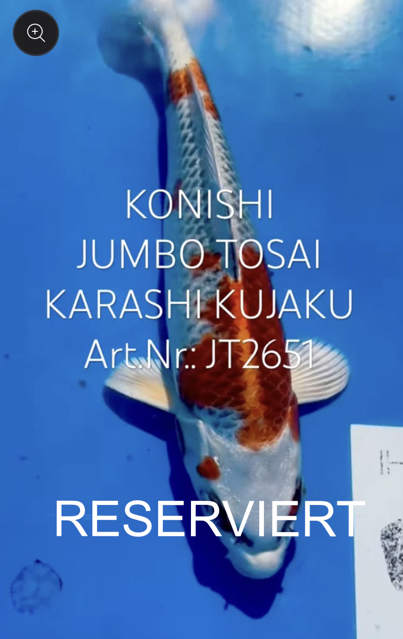 Karashi Kujakui, FM, Tosai, 25cm, Art.Nr. RESERVIERT