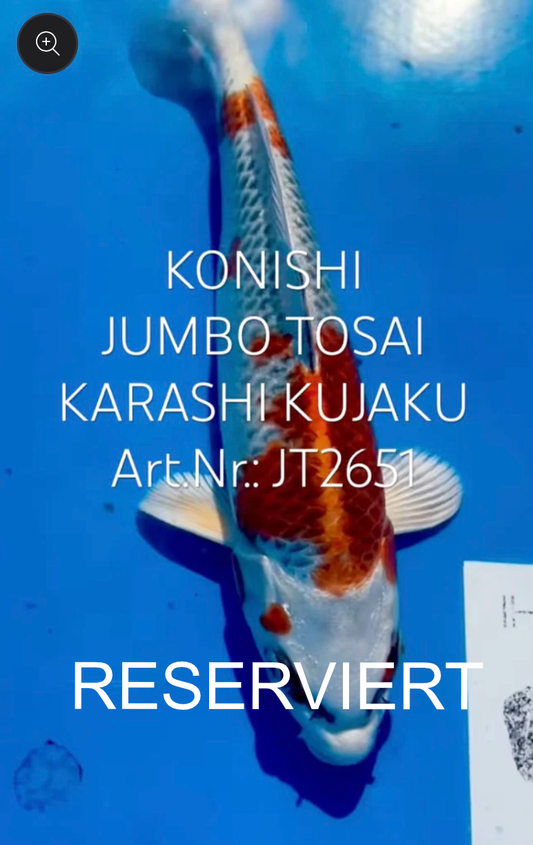 Karashi Kujakui, FM, Tosai, 25cm, Art.Nr. RESERVIERT