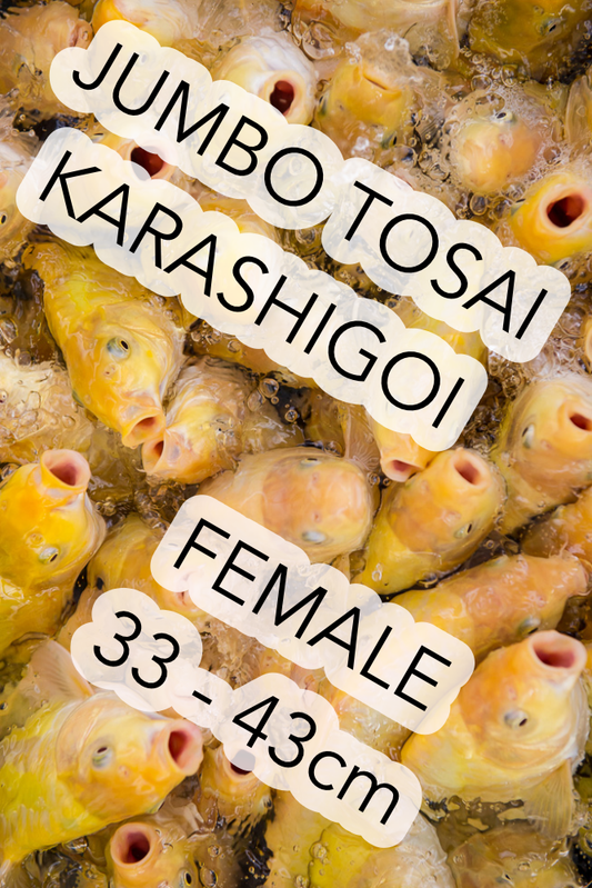 JT Karashigoi, unsexed, 22 - 27cm, microchip, item no. JTTOKA-FM-27 