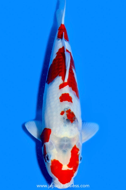 Karashi Ai Goromo, Male, 40cm, Nisai, Art.-Nr. 0687 - NP= € 690,00