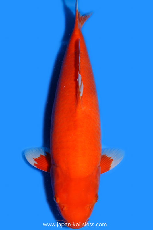 Karashi Benigoi, Male, 50cm, Nisai, Art.-Nr. 0799 - NP = 770,00