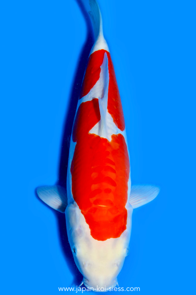 Karashi Doitsu Kohaku, Female, 45cm, Nisai, Art.-Nr. 0564 - NP = 780,00