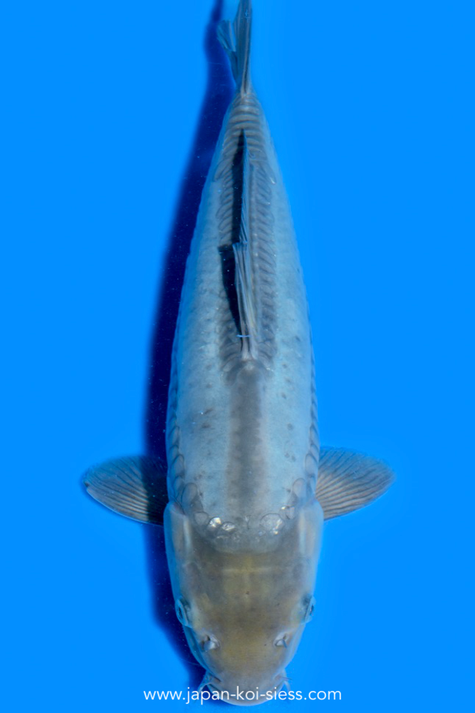 Karashi Doitsu Soragoi, Female, 45cm, Nisai, Art.-Nr. 0717 - NP = RESERVIERT