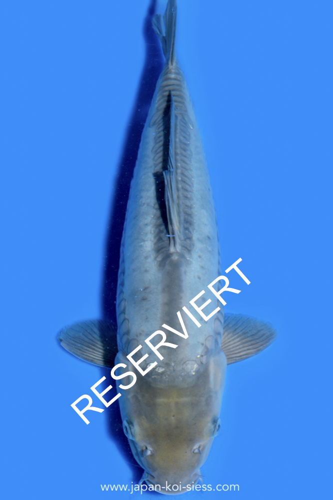 Karashi Doitsu Soragoi, Female, 45cm, Nisai, Art.-Nr. 0717 - NP = RESERVIERT