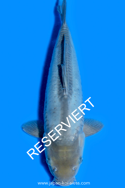 Karashi Doitsu Soragoi, Female, 45cm, Nisai, Art.-Nr. 0717 - NP = RESERVIERT