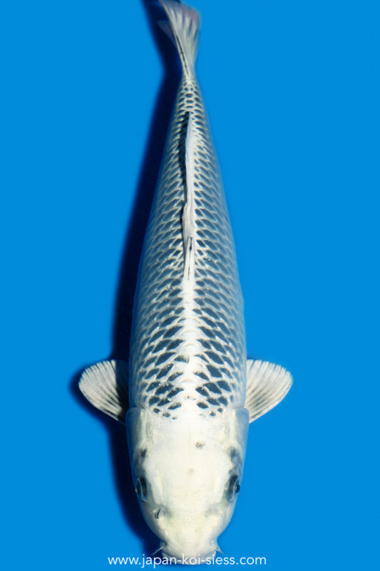 Karashi Karashi Gin Matsuba, Female, 45cm, Nisai, Art.-Nr. 7909 - NP = € 690,00