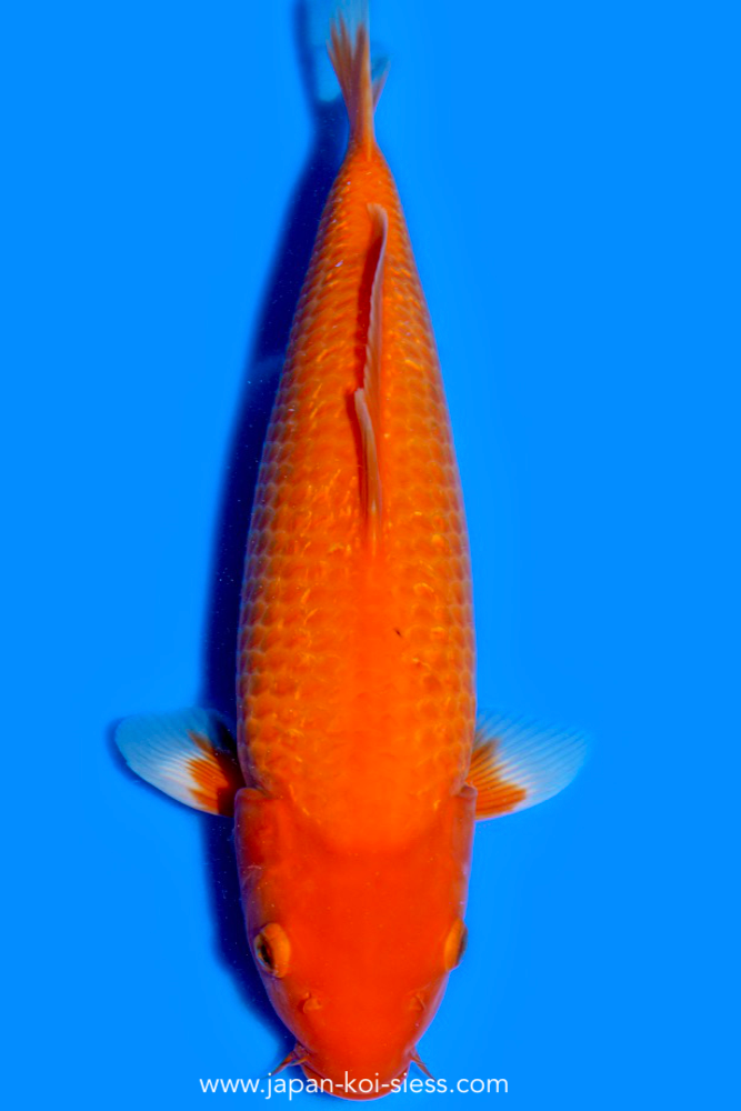 Karashi GinRin Benigoi, Female, 44cm, Nisai, Art.-Nr. 0638 - NP = 780,00