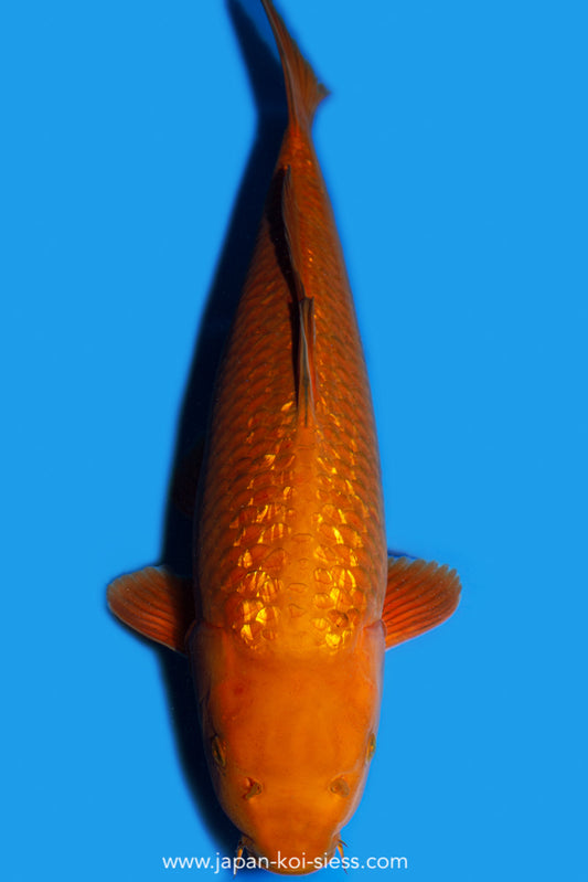 Karashi GinRin Chagoi, Male, 49cm, Nisai, Art.-Nr. 8170 - NP = 690,00