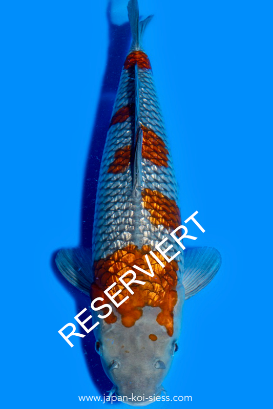 Karashi GinRin Ochiba, Female, 43cm, Nisai, Art.-Nr. 0845 - NP = RESERVIERT