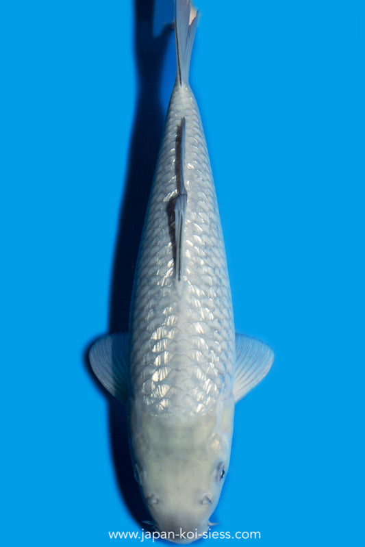 Karashi GinRin Soragoi, Female, 40cm, Nisai, Art.-Nr. 7775 - NP = 690,00