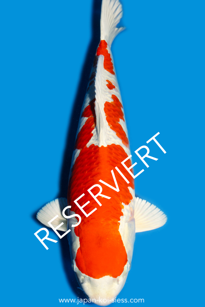 Karashi Hariwake, Male, 53cm, Nisai, Art.-Nr. 8164 - NP = RESERVIERT