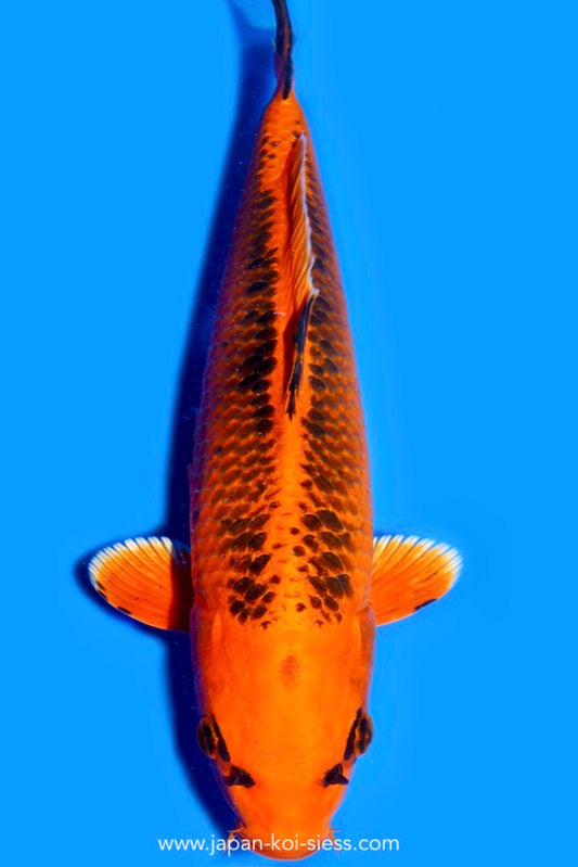 Karashi Kin Matsuba, Female, 44cm, Nisai, Art.-Nr. 0556 - NP = € 750,00